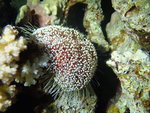 Asthenosoma marisrubri, Small Giftun, Red Sea