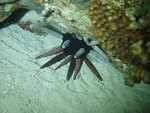 Phyllacanthus imperialis, Beacon Rock Dunraven, Red Sea