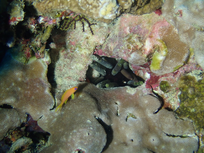 Phyllacanthus imperialis, Bluff Point, Red Sea