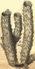 Spongia typhoides muricata (=Callyspongia (Cladochalina) aculeata)