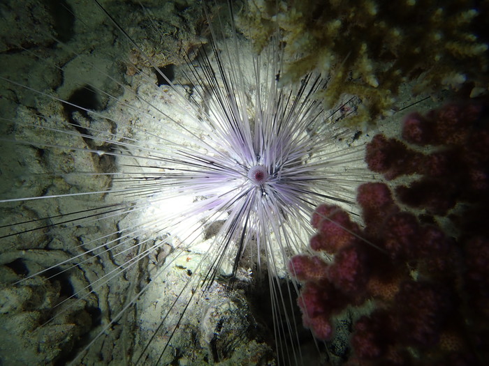 Diadema sp., Small Giftun, Red Sea