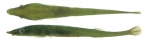 Barryichthys algicola - The Green Rat Clingfish