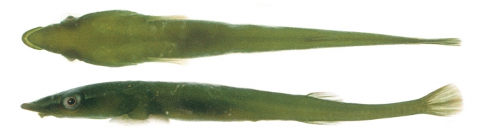 Barryichthys algicola - The Green Rat Clingfish Barryichthys algicola - The Green Rat Clingfish