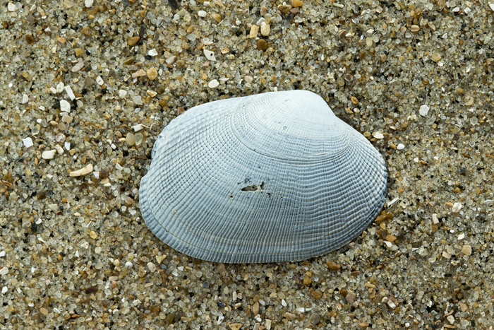 Fossile grooved carpet shell