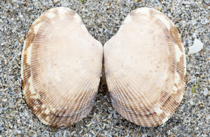 Japanese carpet shell