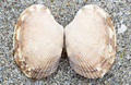 Mollusca (molluscs)