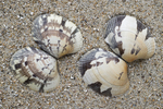 Japanese carpet shell