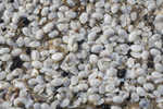 Massive beaching white furrow shell