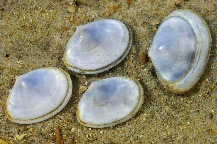 white furrow shell