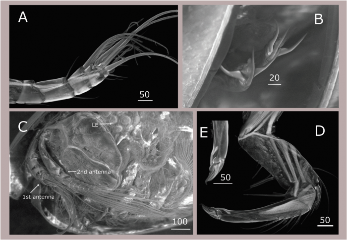 Maristella chicoi - The 'Star of the Sea' Seed Shrimp Maristella chicoi - The 'Star of the Sea' Seed Shrimp