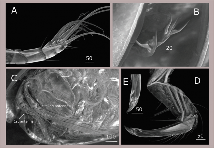 Maristella chicoi - The 'Star of the Sea' Seed Shrimp