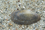 elongate furrow-shell