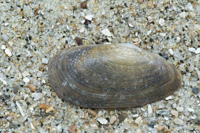 elongate furrow-shell elongate furrow-shell
