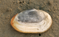 Mollusca (molluscs)