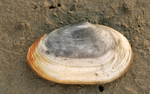 soft shell clam