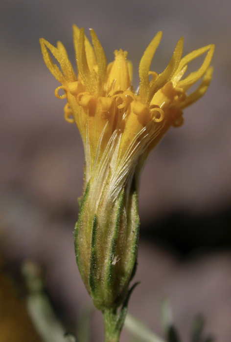 Nardophyllum chiliotrichoides Nardophyllum chiliotrichoides