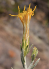 Nardophyllum lanatum