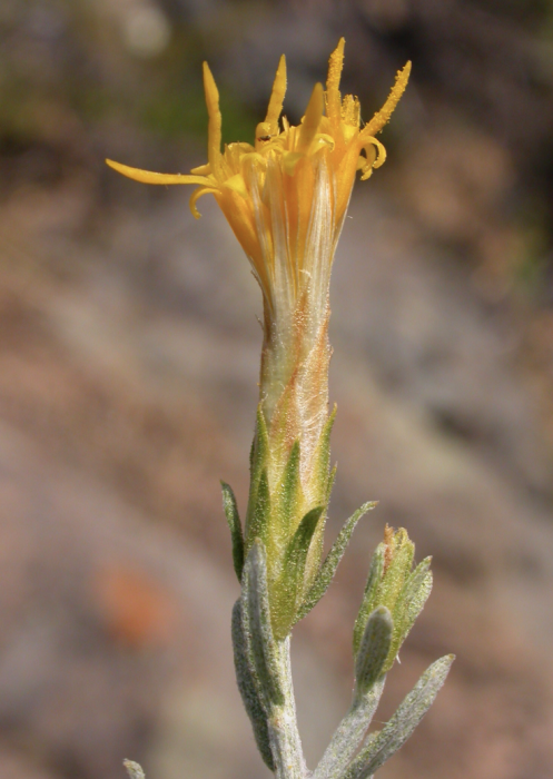 Nardophyllum lanatum Nardophyllum lanatum