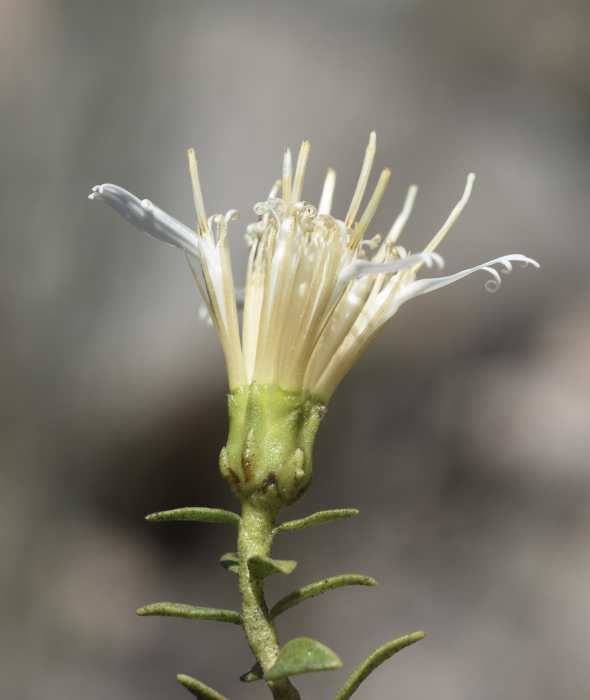 Famatinanthus decussates Famatinanthus decussates