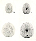 Echinocyamus planissimus Plate 27 (Clark, 1938) (cropped).jpg