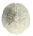 Echinodermata (echinoderms)