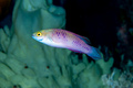 Cirrhilabrus wakanda - The Vibranium Fairy Wrasse