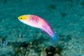 Cirrhilabrus wakanda - The Vibranium Fairy Wrasse