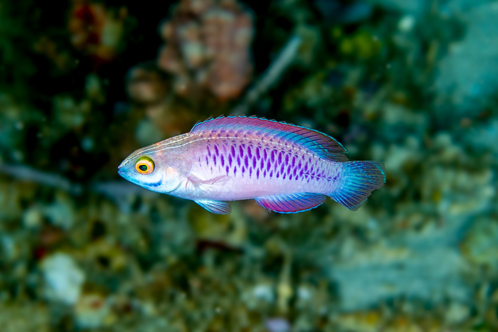 Cirrhilabrus wakanda - The Vibranium Fairy Wrasse Cirrhilabrus wakanda - The Vibranium Fairy Wrasse