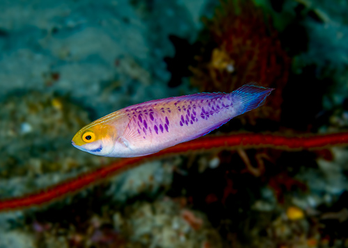 Cirrhilabrus wakanda - The Vibranium Fairy Wrasse