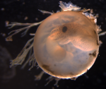 Euprymna brenneri - Brenner’s Bobtail Squid