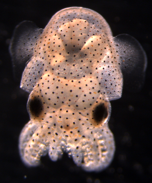 Euprymna brenneri - Brenner’s Bobtail Squid