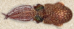 Euprymna brenneri - Brenner’s Bobtail Squid