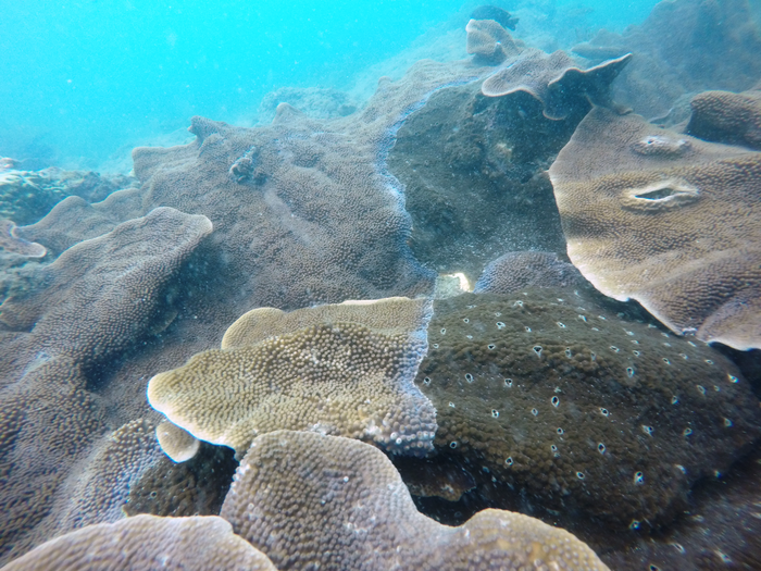 Cliona thomasi - Thomas' Coral-Eroding Sponge Cliona thomasi - Thomas' Coral-Eroding Sponge