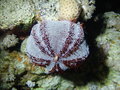 Echinodermata (echinoderms)