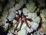 Heterocentrotus mamillatus, Suil Island, Red Sea