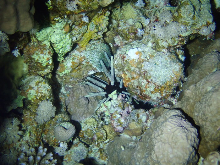 Phyllacanthus imperialis, Suil Island, Red Sea