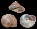 Mollusca (molluscs)