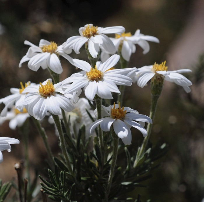 Chiliotrichum diffusum Chiliotrichum diffusum