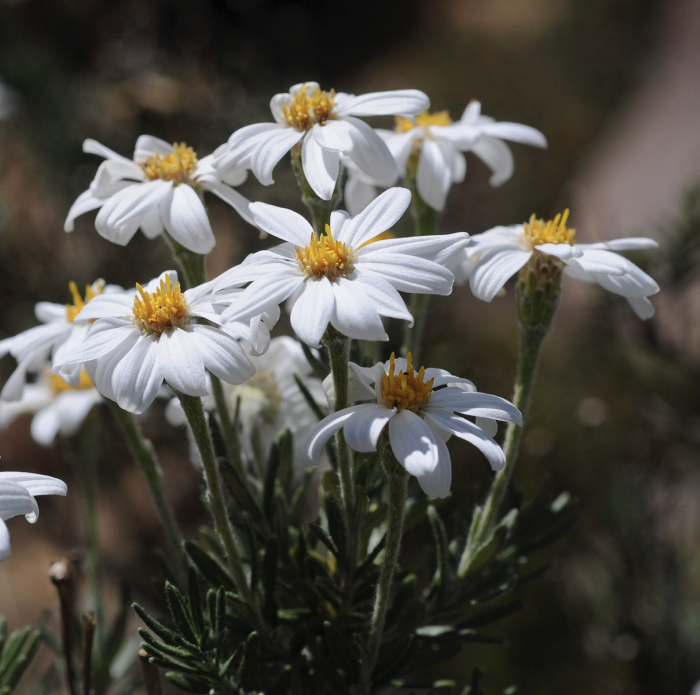 Chiliotrichum diffusum