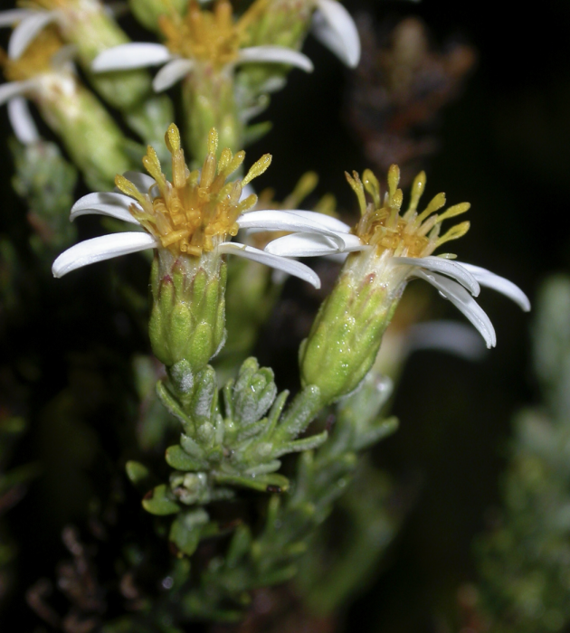 Chiliotrichum fuegianum Chiliotrichum fuegianum