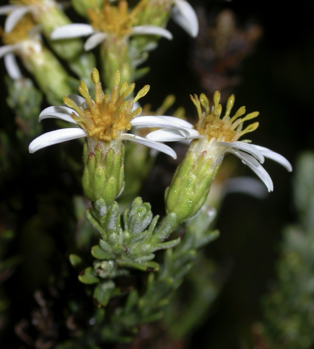 Chiliotrichum fuegianum