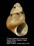 Tricolia capensis