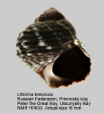 Caenogastropoda