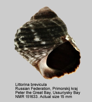Littorina brevicula Littorina brevicula