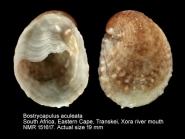 Bostrycapulus aculeatus