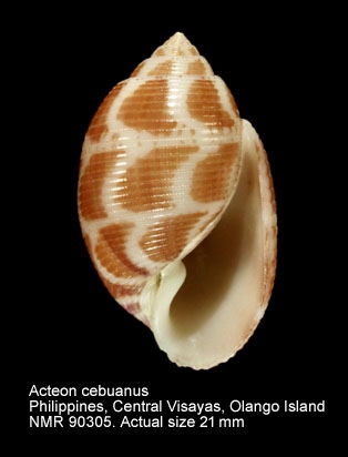 Acteon cebuanus