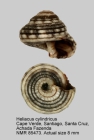 Heliacus cylindricus