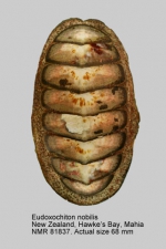Eudoxochiton nobilis
