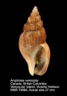 Amphissa versicolor