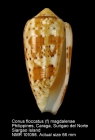 Conus floccatus